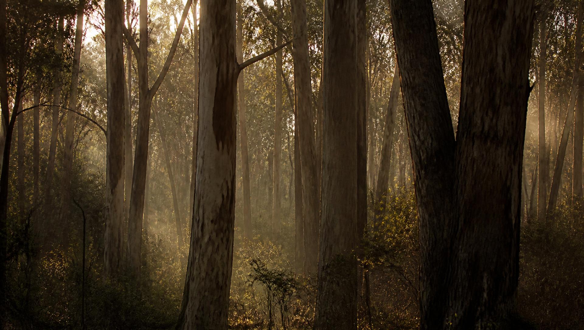 Ironbark eucalyptus forest at golden hour in Australia